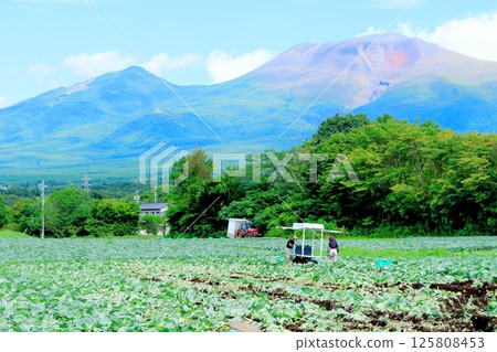 八月的淺間山和高原菜田 信州的山脈 信州的自然 信州的風景 八月的淺間山和高原菜田 信州的山脈 信州的自然 信州的風景 125808453