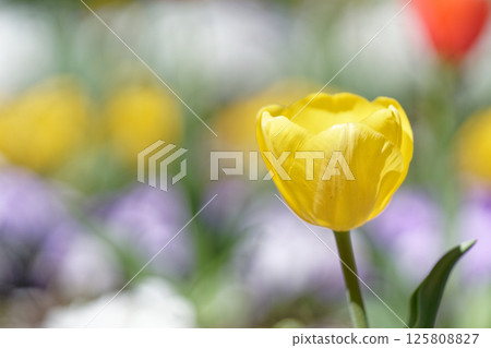 Yellow tulip 125808827