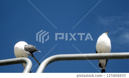 Blue sky and female cat Blue sky and female cat 125808835