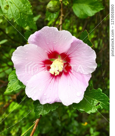 多雨的濕花 125808860