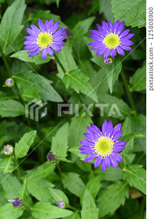 Miyako Wasure 125808900