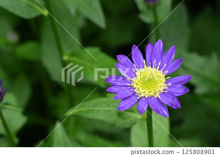 Miyako Wasure 125808901