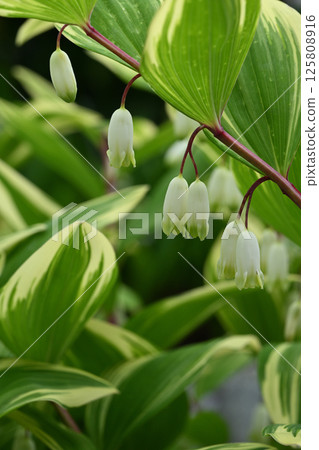 Amadokoro Amadokoro 125808916