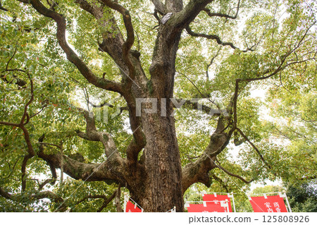 Sumiyoshi Taisha Shrine's sacred tree, the Kusunoki-sha couple camphor tree, Sumiyoshi Taisha Shrine, Osaka 125808926