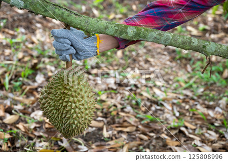 Cropped shot view of farmer hands touching a durian before harvesting. Durian is a Southeast Asian fruit that's most popular in Thailand. 125808996