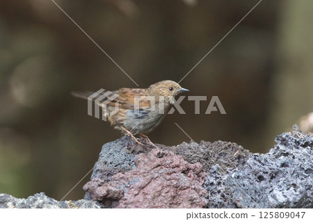 Japanese accentor 125809047