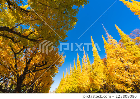 Ginkgo trees in the outer gardens of Meiji Shrine: Beautiful yellow leaves against the blue sky Ginkgo trees in the outer gardens of Meiji Shrine: Beautiful yellow leaves against the blue sky 125809086