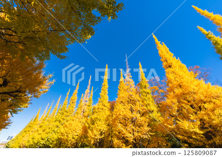 明治神宮外苑的銀杏樹：藍天白雲下美麗的黃葉 125809087