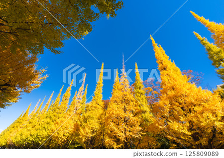 明治神宮外苑的銀杏樹：藍天白雲下美麗的黃葉 125809089