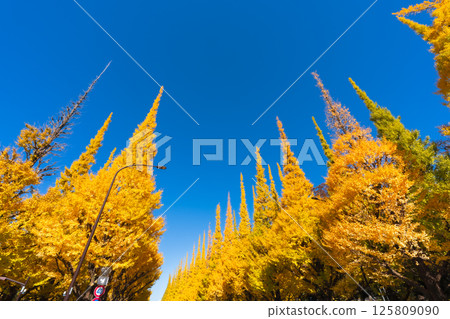 明治神宮外苑的銀杏樹：藍天白雲下美麗的黃葉 125809090