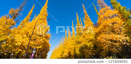 Ginkgo trees in the outer gardens of Meiji Shrine: Beautiful yellow leaves against the blue sky 125809091