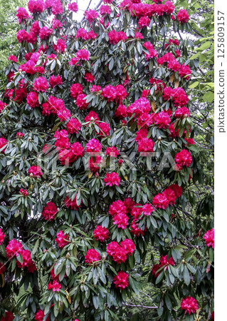 樹形杜鵑又被稱為喜馬拉雅杜鵑 125809157