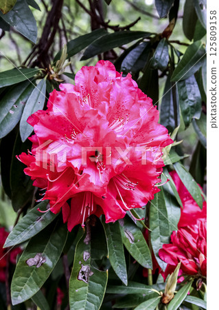 Rhododendron arboreum is also known as Himalayan rhododendron 125809158