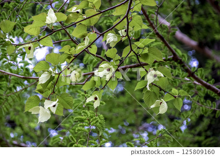手帕樹（山茱萸科）有兩片大苞片，從花上垂下來 125809160