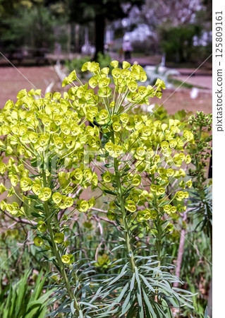 大戟屬植物 [大戟科] 125809161