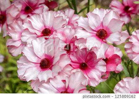 Buttercup, also known as Ranunculus in gardens [Ranunculaceae] 125809162