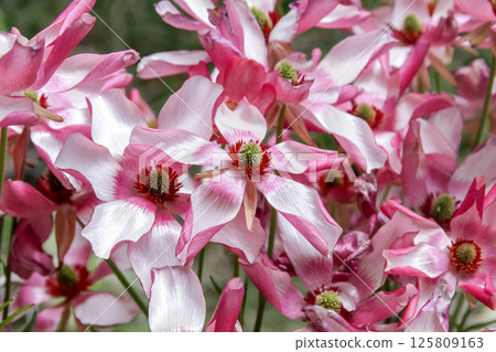 Buttercup, also known as Ranunculus in gardens [Ranunculaceae] 125809163