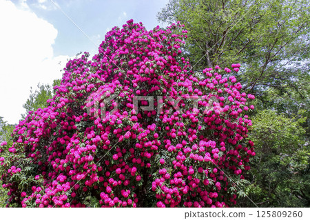 Rhododendron flowers are called the queen of flowering trees. Rhododendron flowers are called the queen of flowering trees. 125809260