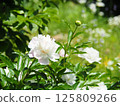 Beautiful white peony flowers and buds 125809266