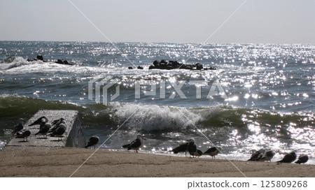 White waves crashing on the shore and a group of black-tailed gulls 125809268