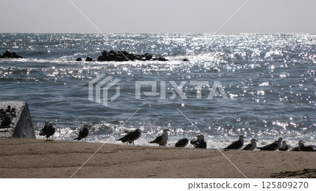 White waves crashing on the shore and a group of black-tailed gulls 125809270