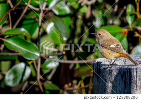 達烏里安紅尾鴝棲息在樹樁上，複製空間 125809290