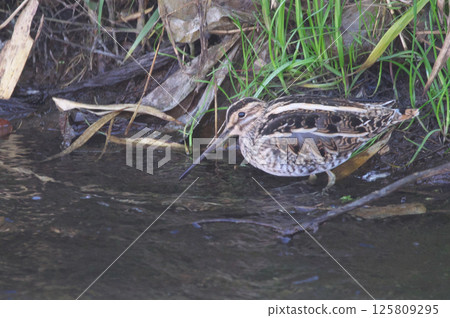 Tashigi Tashigi 125809295