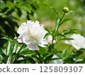 Beautiful white peony flowers and buds 125809307