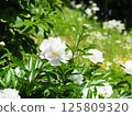 Beautiful white peony flowers and buds 125809320