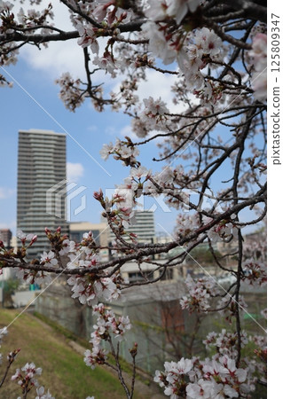 Shin-Tsunashima area during cherry blossom season (Kohoku Ward, Yokohama City) Shin-Tsunashima area during cherry blossom season (Kohoku Ward, Yokohama City) 125809347