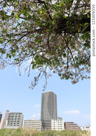 Shin-Tsunashima area during cherry blossom season (Kohoku Ward, Yokohama City) Shin-Tsunashima area during cherry blossom season (Kohoku Ward, Yokohama City) 125809350