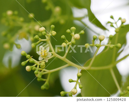 Camphor tree flowers beginning to bloom (close-up of the tip of a camphor tree branch with many buds) Camphor tree flowers beginning to bloom (close-up of the tip of a camphor tree branch with many buds) 125809428
