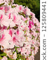 Azalea 125809441