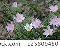 Zephyrinus 125809450