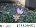 Zephyrinus 125809451