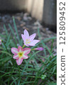 Zephyrinus 125809452