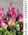 Celosia caracacea blooming in a flowerbed 125809453
