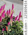 Celosia caracacea blooming in a flowerbed 125809454
