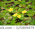 Yellow flowers of Floating Flounder blooming on the water surface 125809479