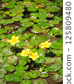 Yellow flowers of Floating Flounder blooming on the water surface 125809480