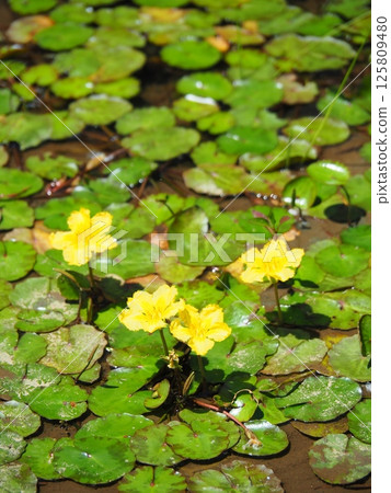 水面上盛開的浮比目魚黃色花朵 125809480
