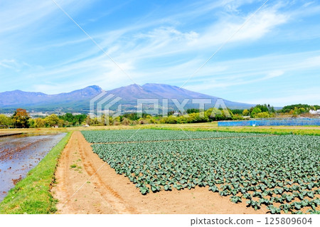 五月的淺山和高原菜田 信州的山脈 信州的自然風光 信州的風景 五月的淺山和高原菜田 信州的山脈 信州的自然風光 信州的風景 125809604