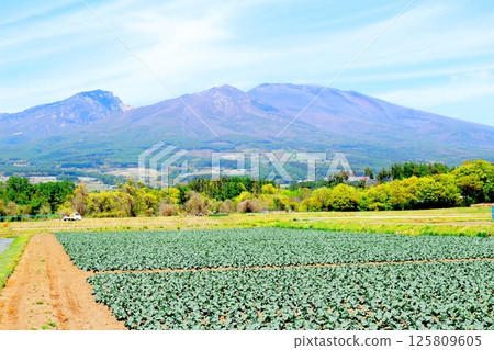 五月的淺山和高原菜田 信州的山脈 信州的自然風光 信州的風景 五月的淺山和高原菜田 信州的山脈 信州的自然風光 信州的風景 125809605