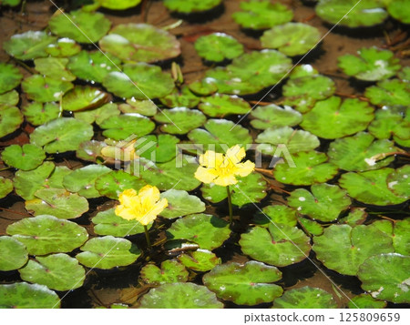水面上盛開的浮比目魚黃色花朵 125809659