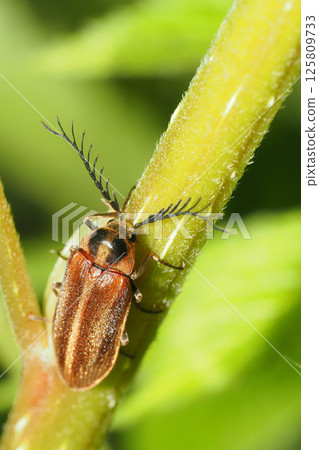 黑白海葵魚（男） 125809733