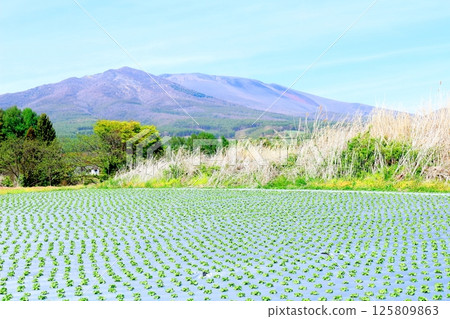 五月的淺山和高原菜田 信州的山脈 信州的自然風光 信州的風景 五月的淺山和高原菜田 信州的山脈 信州的自然風光 信州的風景 125809863