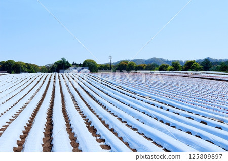 Mt. Asama and highland vegetable fields in May Mountains of Shinshu Nature of Shinshu Scenery of Shinshu Mt. Asama and highland vegetable fields in May Mountains of Shinshu Nature of Shinshu Scenery of Shinshu 125809897