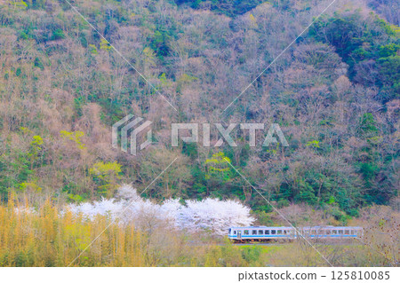 山陰本線沿著櫻花盛開的美麗山脈延伸。 125810085