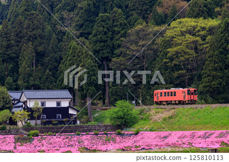 An orange diesel railcar on the Etsumi-Hoku Line running alongside the moss pinks of Ushigahara 125810113