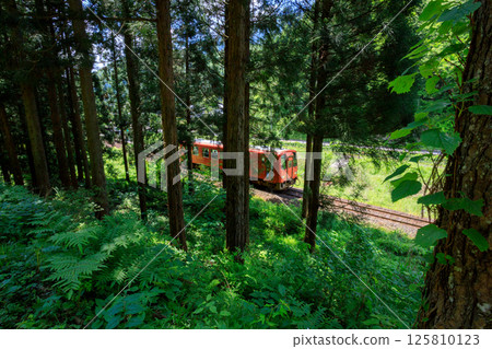 在藥師林道的樹後，與狸貓一起為越後南北陸線的橙色單車柴油列車加油。 125810123